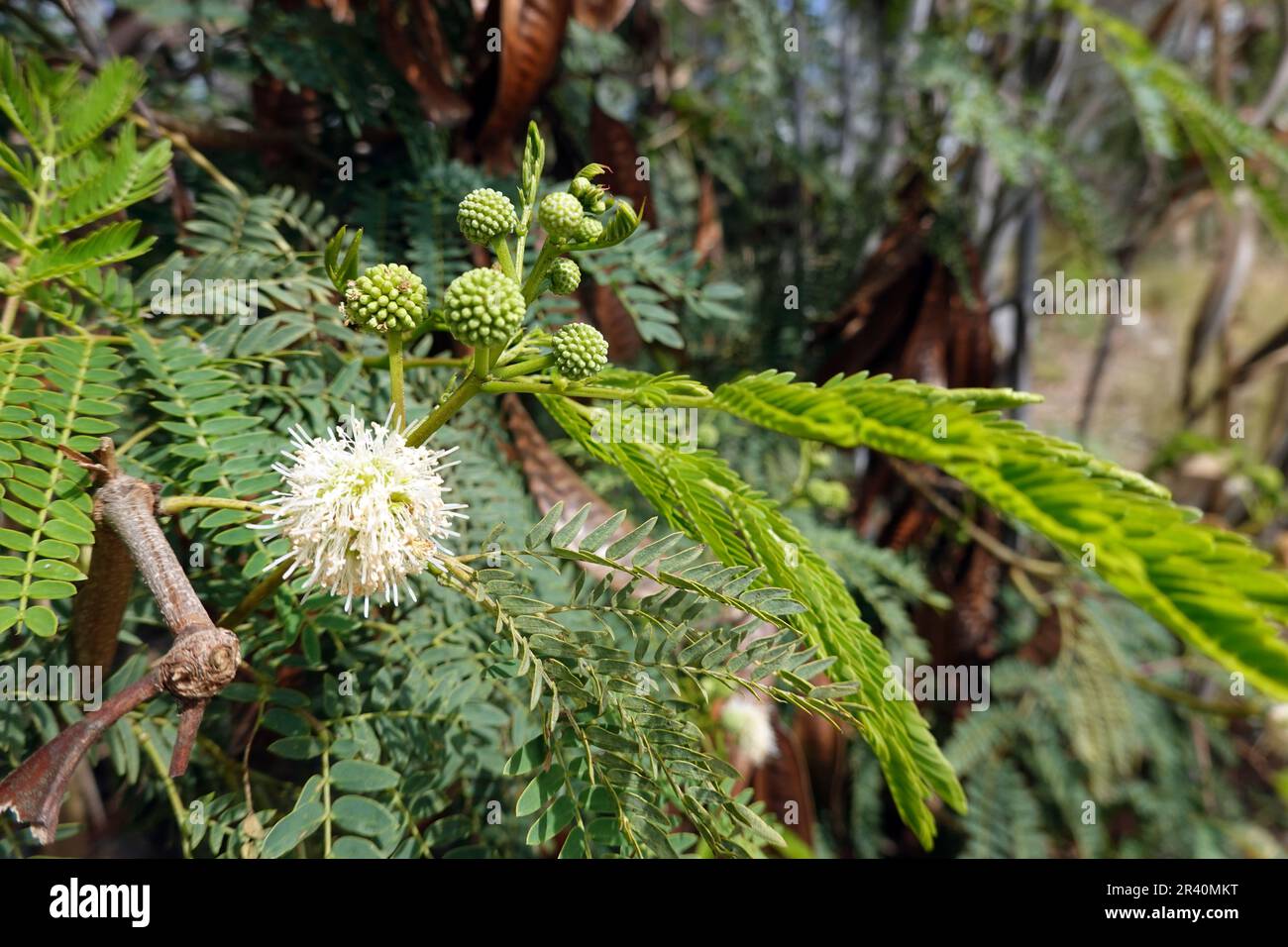 Weisskopf-Mimose, Weisskopfmimose, Wilde Tamarinde (Leucaena leucocephala) Stockfoto