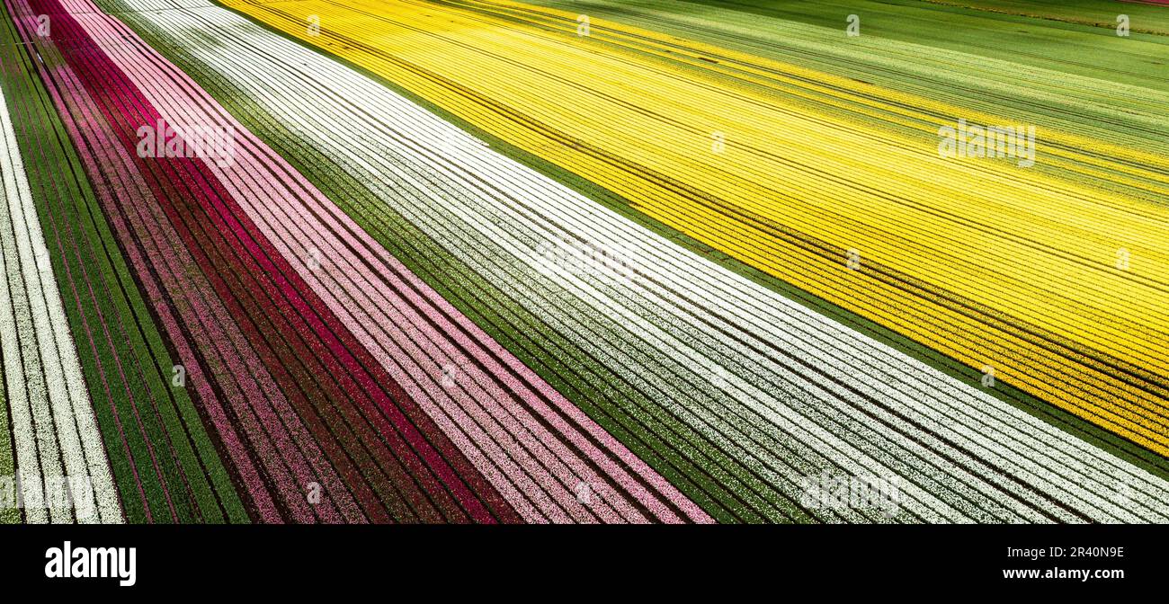 Luftaufnahmen von blühenden Tulpenfeldern in Chile bei Osorno Stockfoto