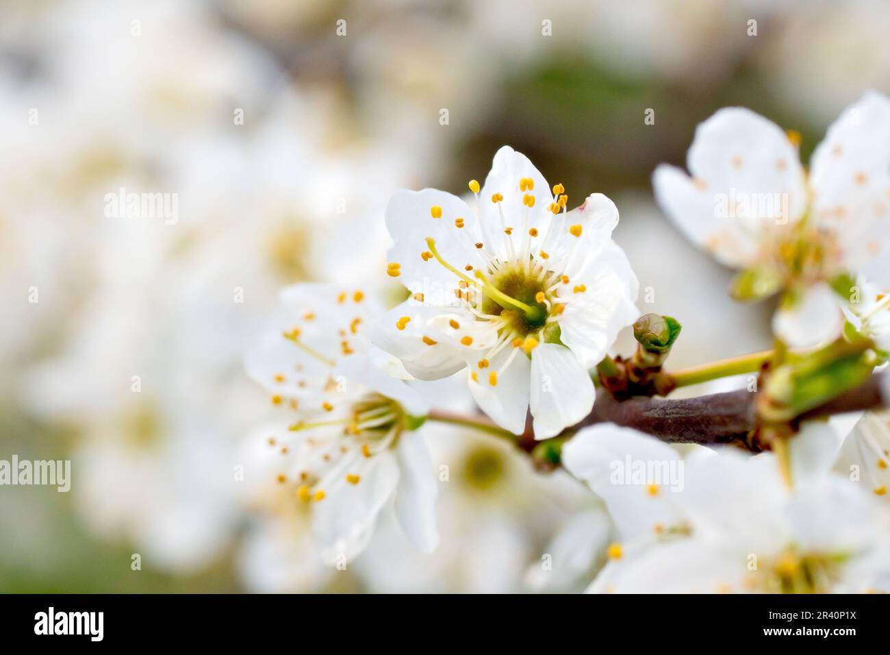 Cherry-Plum oder Myrobalan (prunus cerasifera), Nahaufnahme mit einer einzelnen weißen Blume aus einer Vielzahl anderer Blüten, die den Strauß bedeckten. Stockfoto