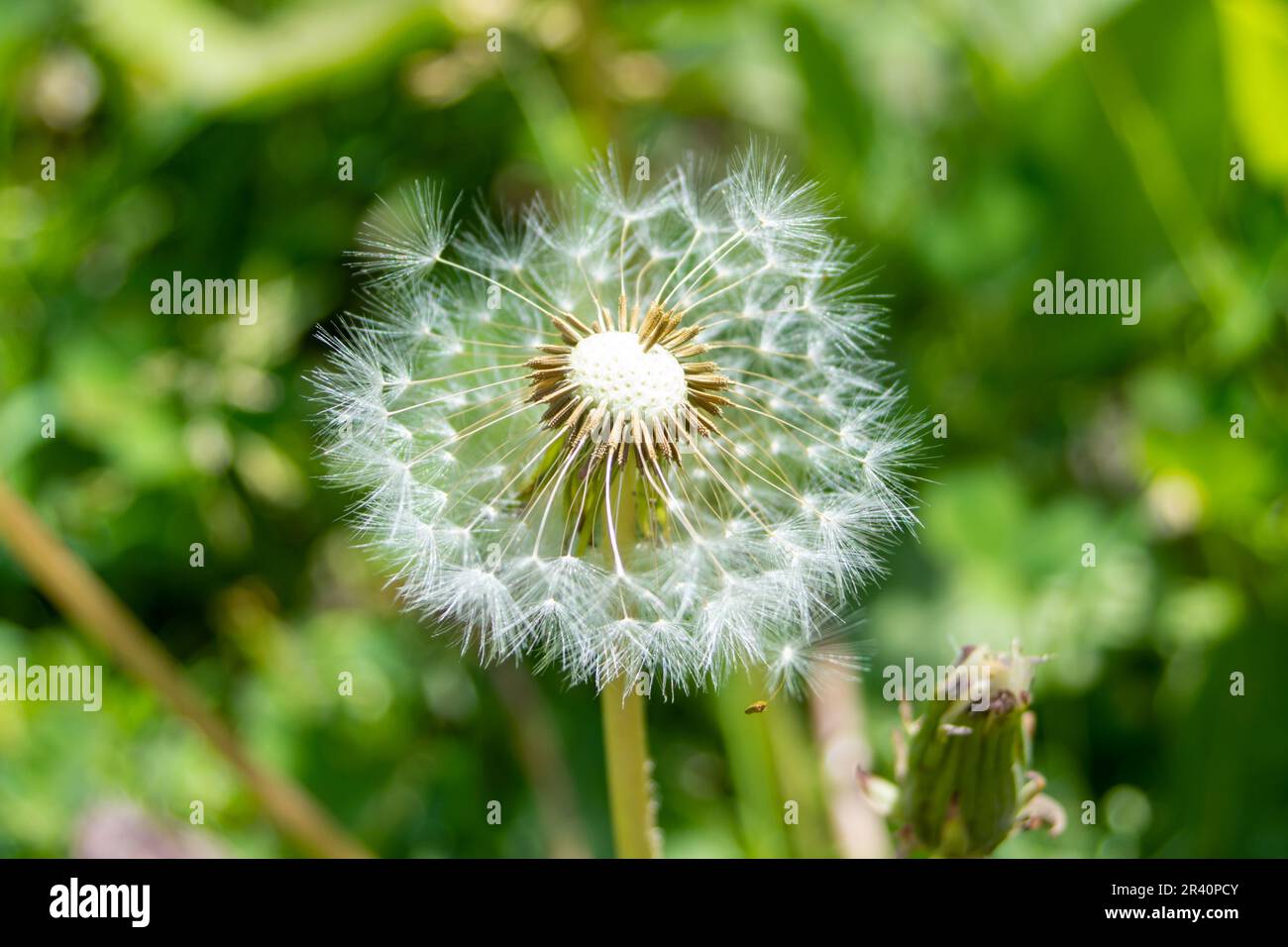 Nahaufnahme einer Löwenzahnblume in den Bergen Stockfoto