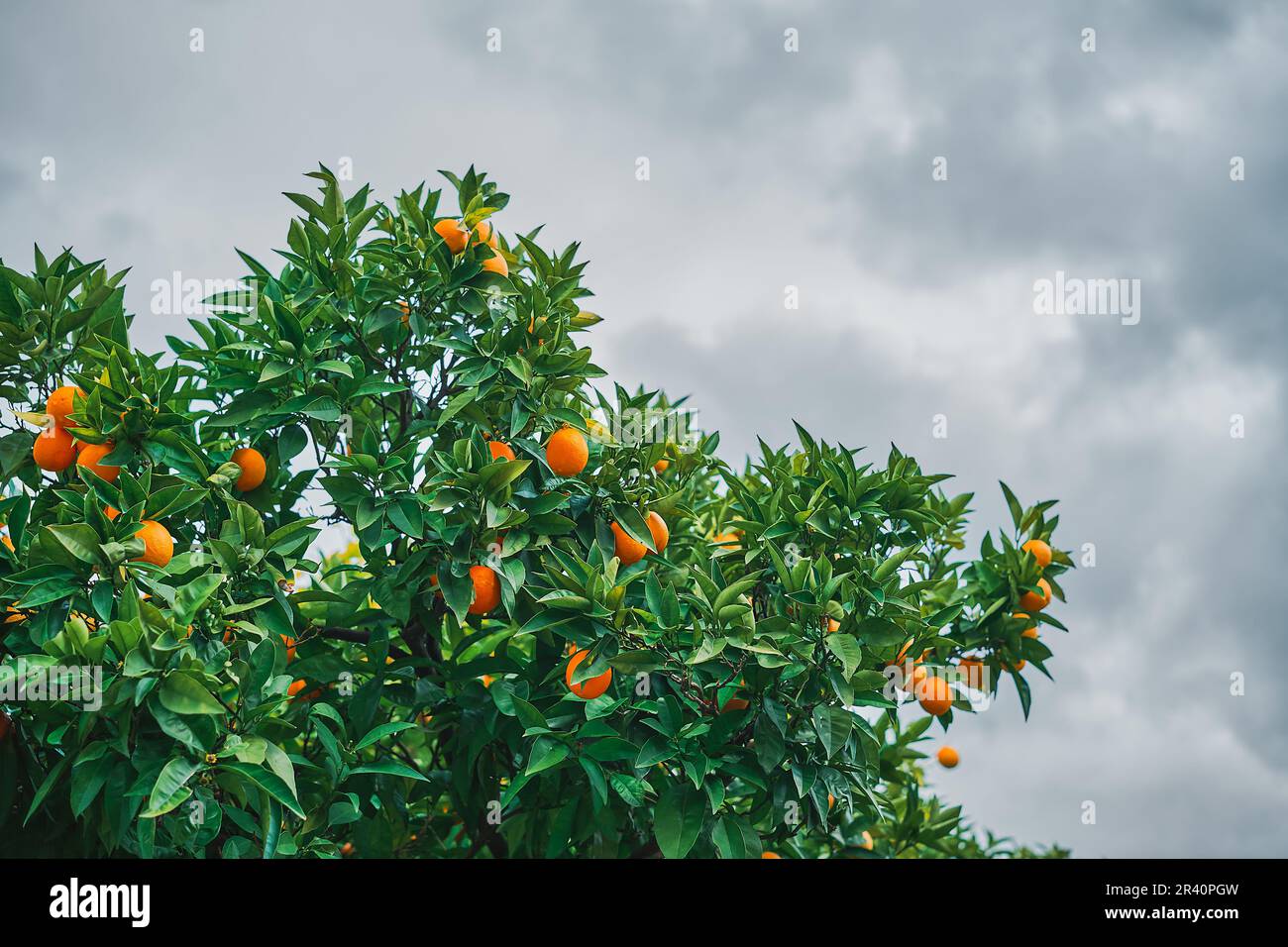 Orangenbaum vor stürmischem Himmel, Zitrusfrüchte ernten, Idee für Hintergrund oder Bildschirmschoner, Bauernhof mit Mandarinenbäumen im Garten Stockfoto