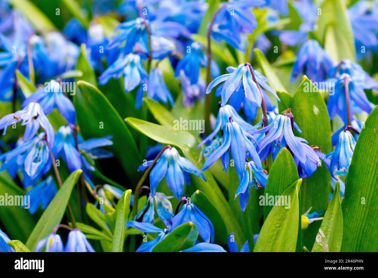 Sibirische Squill (scilla siberica), Nahaufnahme einer Masse blauer Blumen, die häufig in Gärten gepflanzt, aber manchmal als flüchtige in freier Wildbahn gefunden werden. Stockfoto