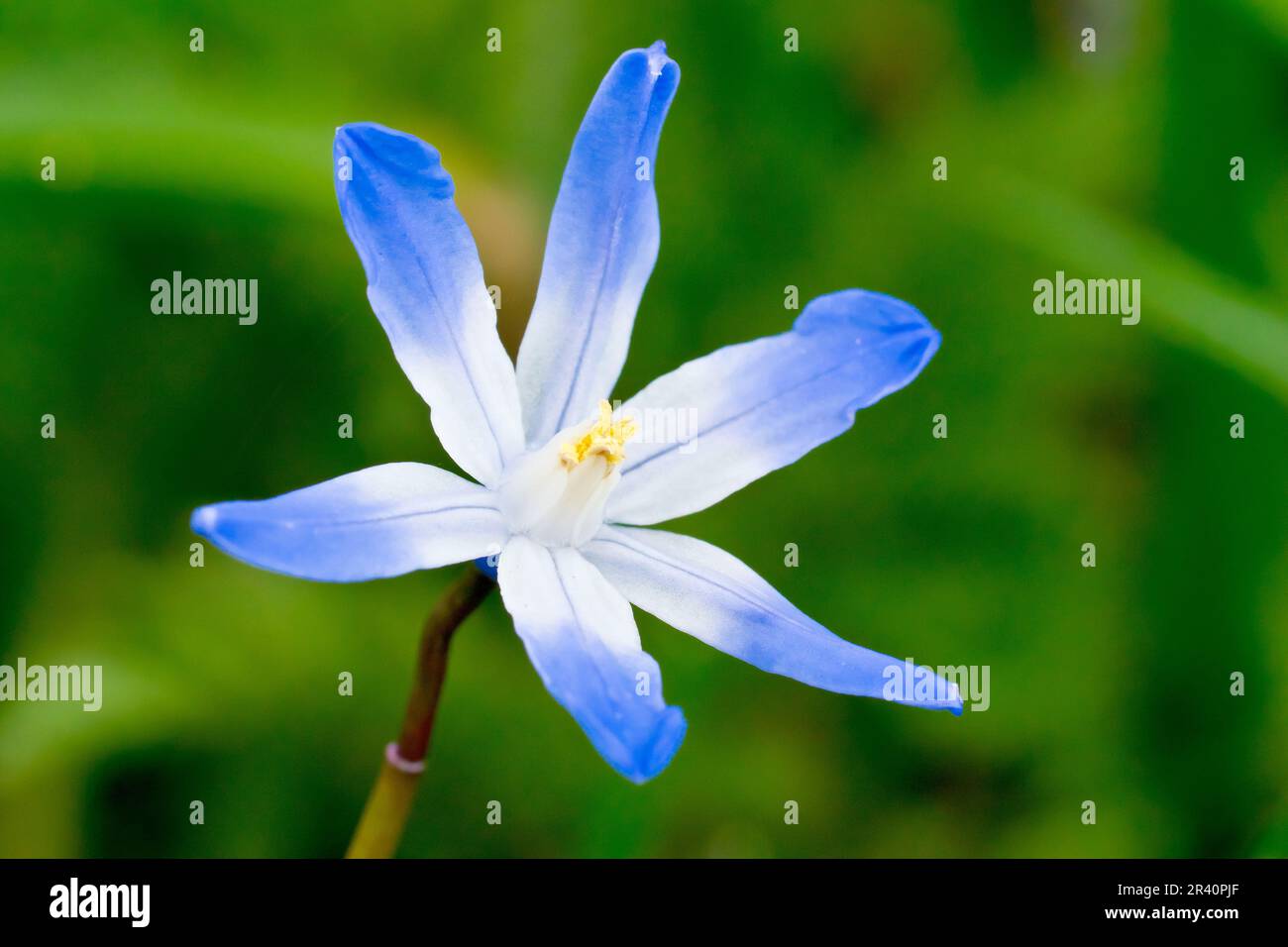 Frühlingsquietschen oder Glory of the Snow (scilla verna, scilla luciliae, Chionodoxa), Nahaufnahme einer einzelnen blauen Blume, isoliert vor einem grünen Hintergrund. Stockfoto