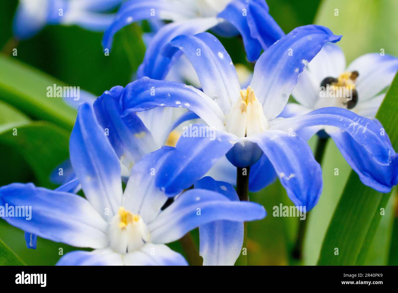Frühlingsquietschen oder Glory of the Snow (scilla verna, scilla luciliae, Chionodoxa), Nahaufnahme der blauen Blumen der Pflanze, die oft als Fluchtort gefunden werden. Stockfoto