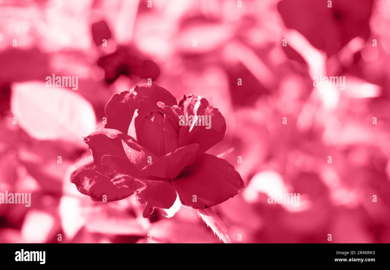 Rote Rosen im Garten der roten Rosen. Naturhintergrund. Trendige Farbe des Jahres 2023 - Viva Magenta. Stockfoto