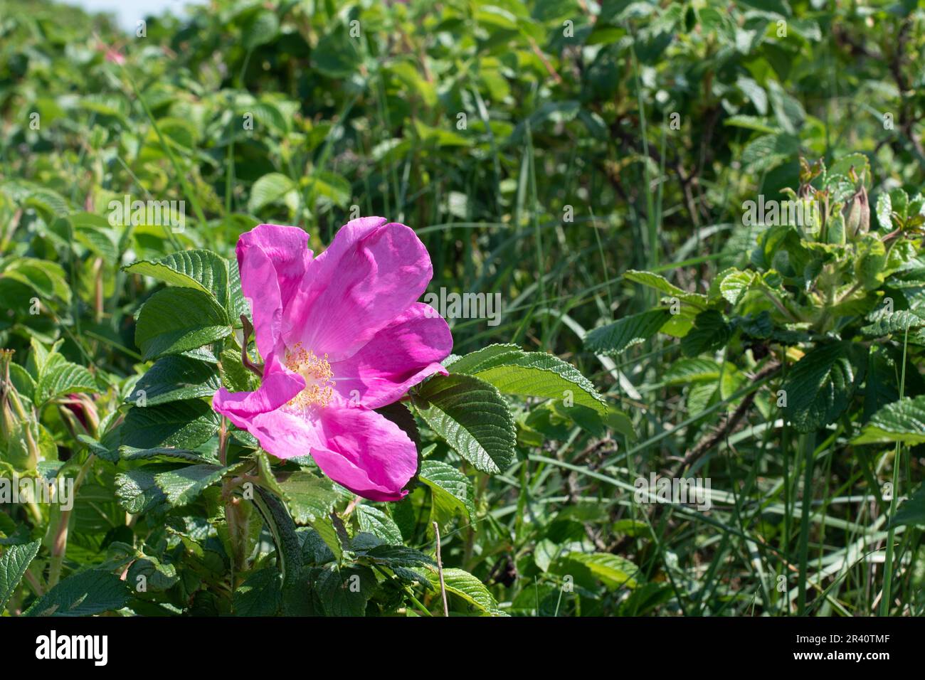 Rosa rugosa, wilde, invasive Rose am Meer. Stockfoto