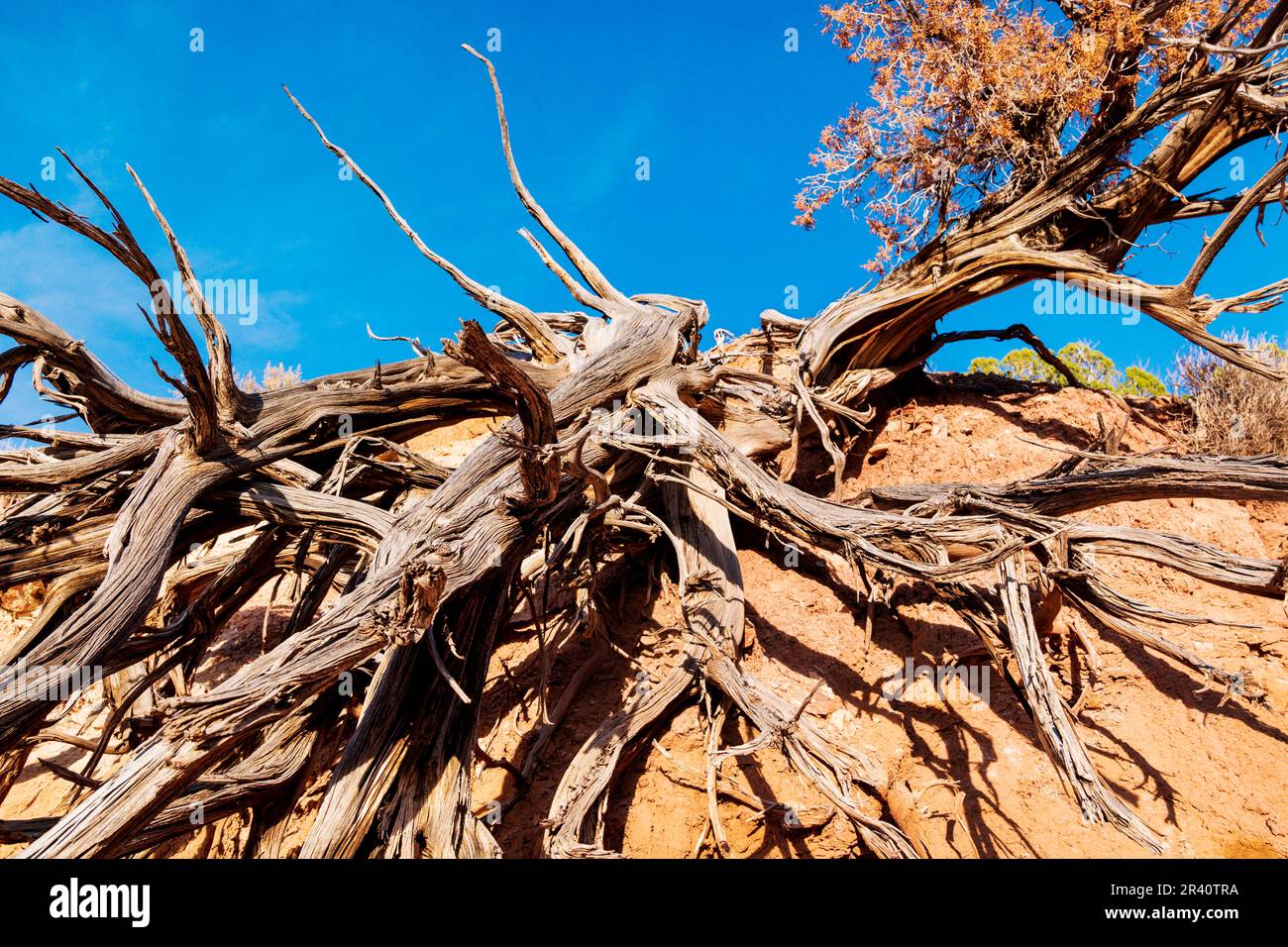 Dead Ritzelkiefern; Angel's Palace Trail; Kodachrome Basin State Park; Utah; USA Stockfoto