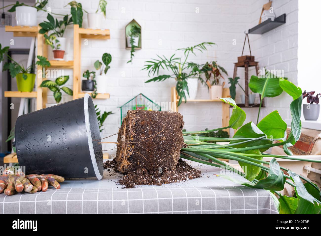 Umtopfen der groen Hauspflanze strelitzia nicolai in einen neuen Topf im  Innenraum. Pflege einer Topfpflanze, gro, strelitzia reginae  Stockfotografie - Alamy