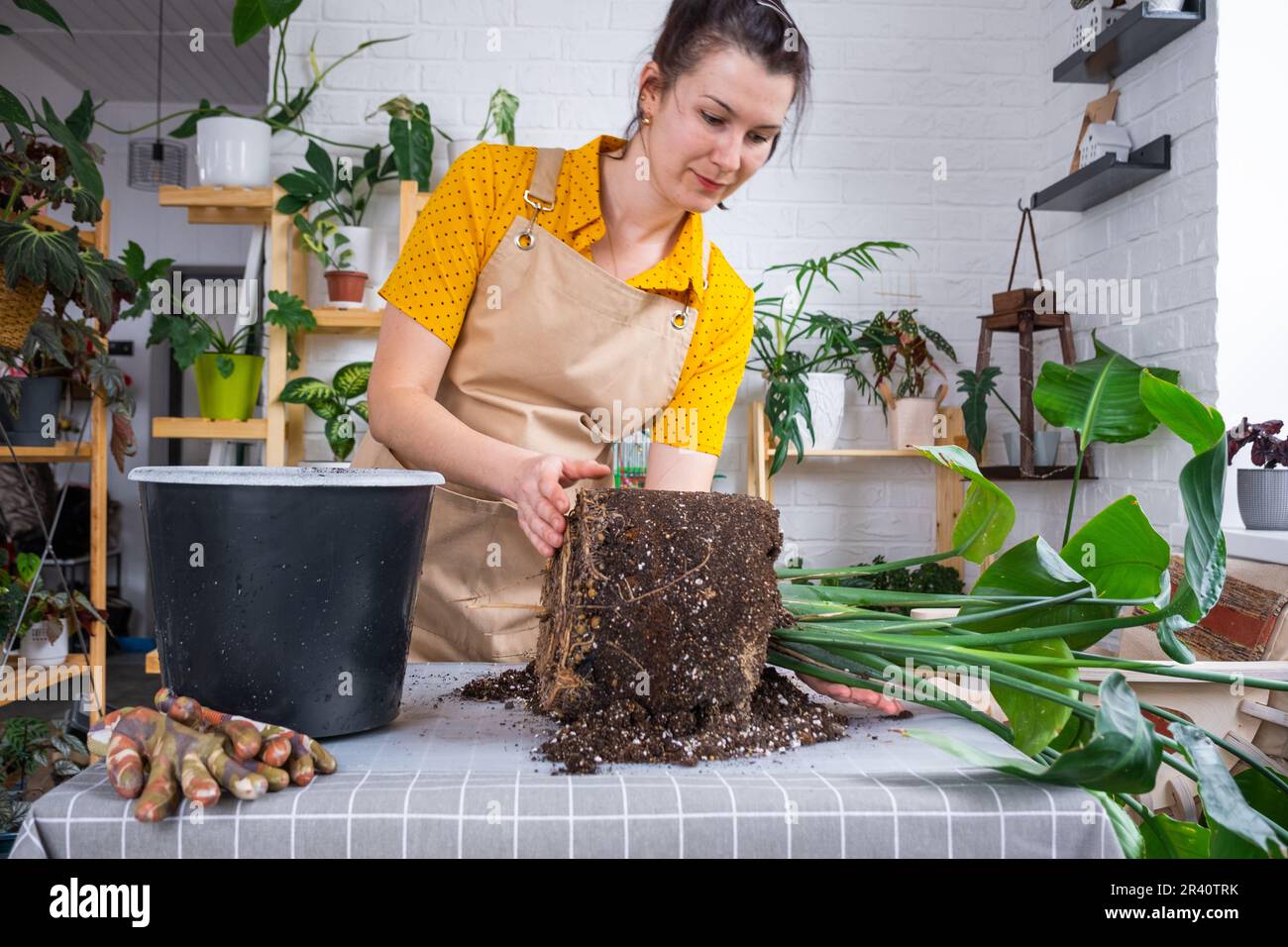 Beim Umtopfen der Pflanze strelitzia nicolai in einen neuen groen Topf  kamen die Wurzeln durch den Boden aus dem Topf. Eine Frau in einer Schrze,  die sich um eine Topfpflanze kmmert Stockfotografie -