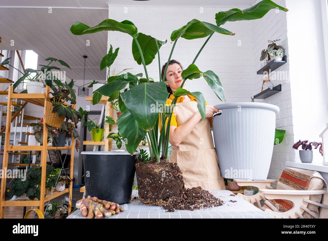 Umtopfen der Hauspflanze strelitzia nicolai in einen neuen Topfkorb im  Innenraum. Eine Frau in einer Schrze, berrascht von der Gre, die sich  um einen Topftopf kmmert Stockfotografie - Alamy