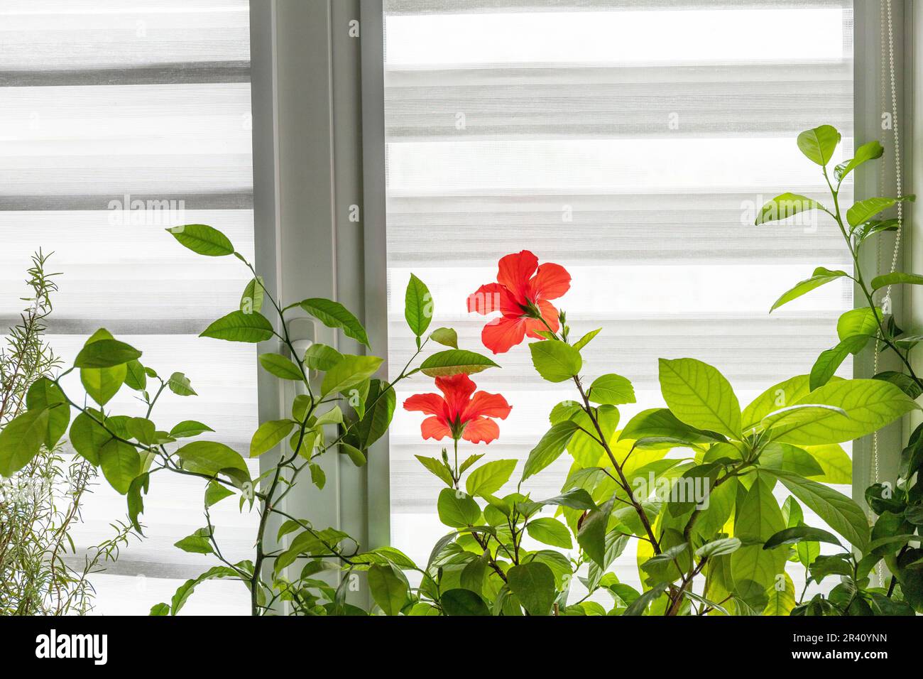 Verschiedene Heimpflanzen: hibiskus, Avocado-Baum und Orangenbaum, Konzept des Öko-Hausgartens. Zimmerpflanzen in einem modernen Interieur. Stockfoto