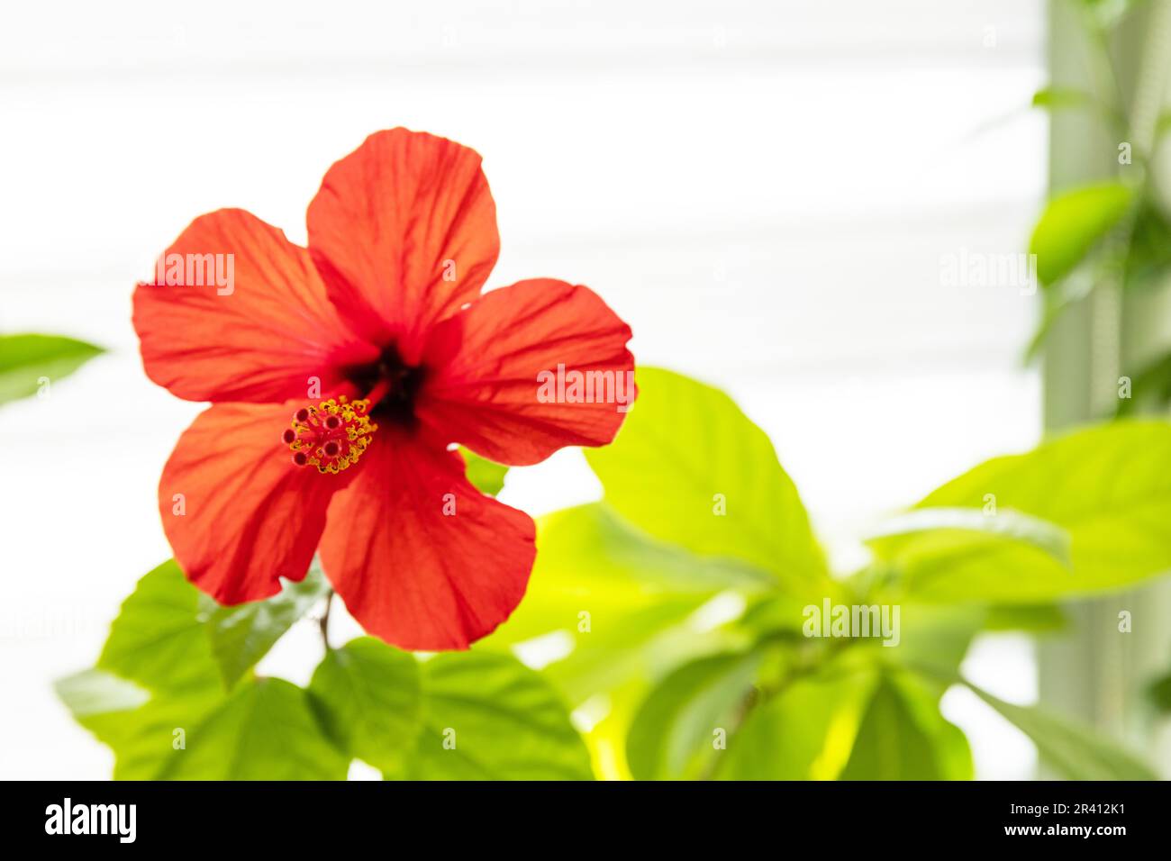 Verschiedene Heimpflanzen: hibiskus, Avocadobaum und Orangenbaum, Konzept eines umweltfreundlichen Heimgartens. Zimmerpflanzen in einem modernen Interieur. Verstanden Stockfoto