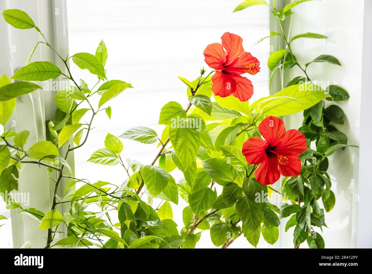 Verschiedene Heimpflanzen: hibiskus, Avocado-Baum und Orangenbaum, Konzept des Öko-Hausgartens. Zimmerpflanzen in einem modernen Interieur. Stockfoto