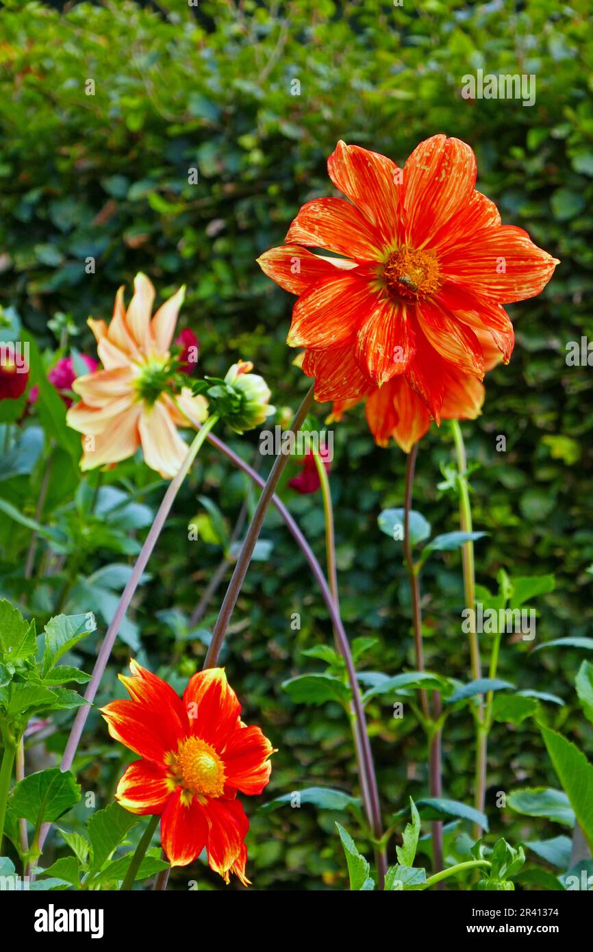 Einfache Dahlia, Loki Schmidt Stockfoto