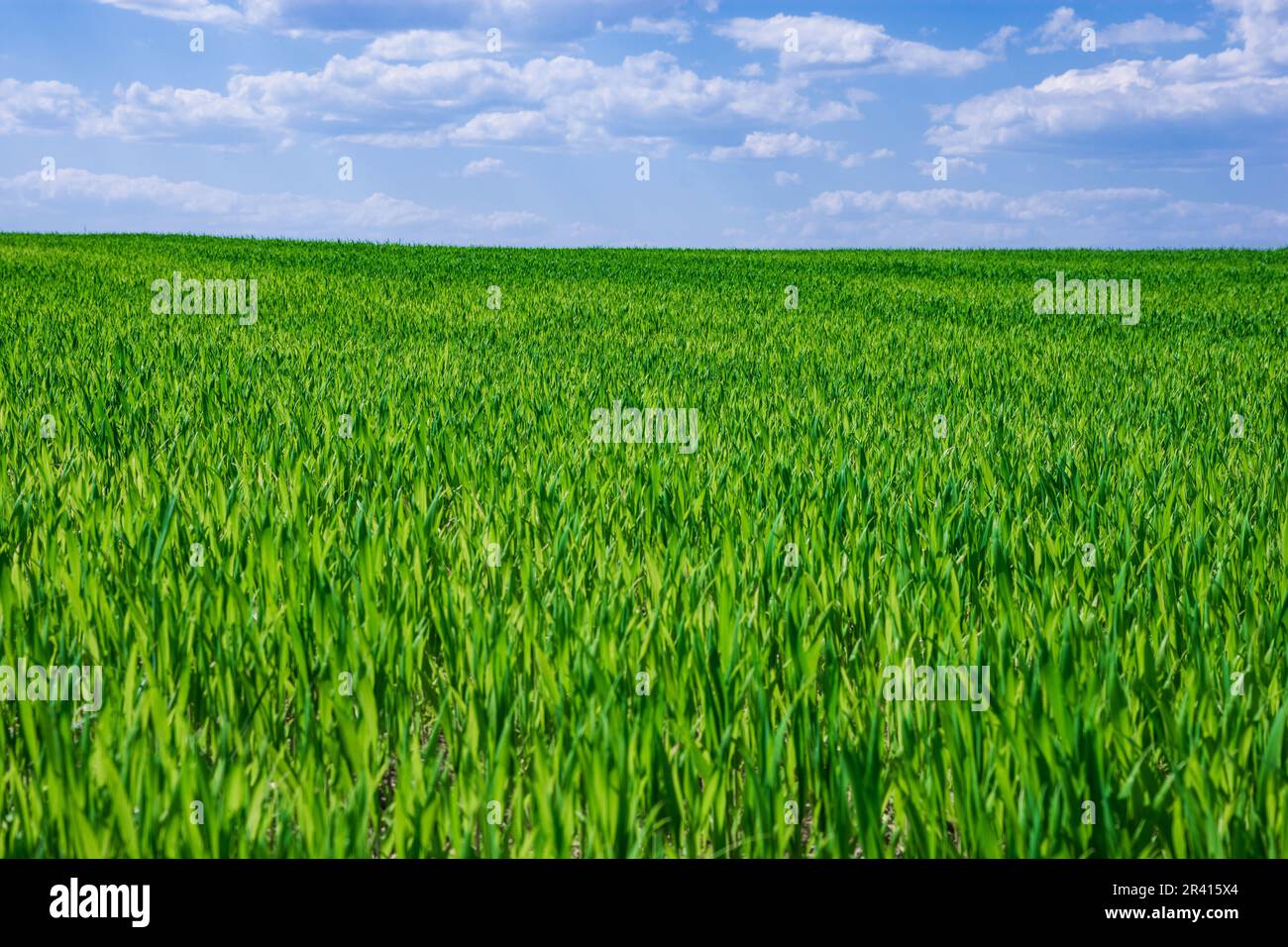 Grünfeld von Jungweizen unter blauem Himmel in der Ukraine Stockfoto