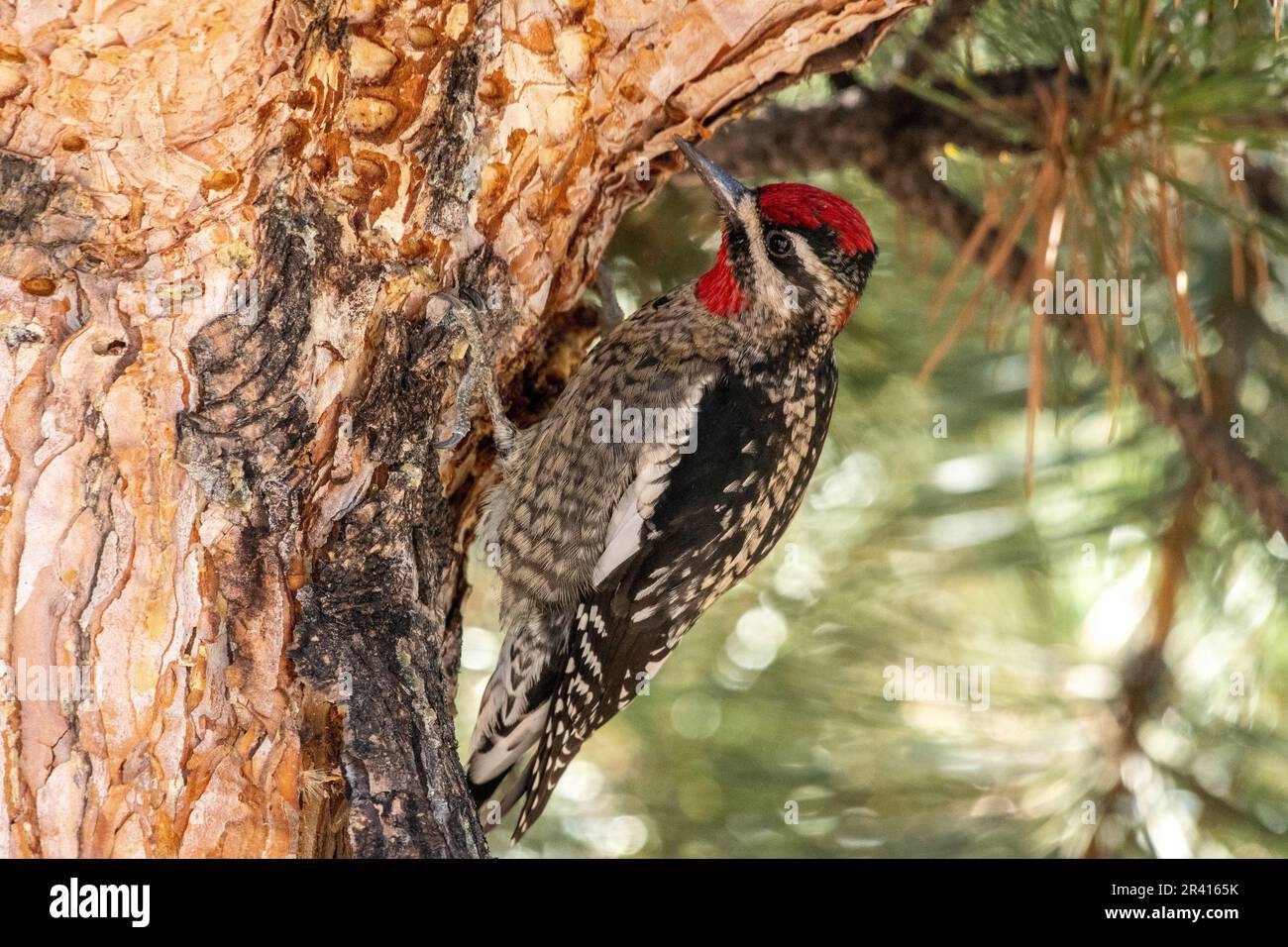 Roter Sapsucker, der sich zum Baum neigt Stockfoto