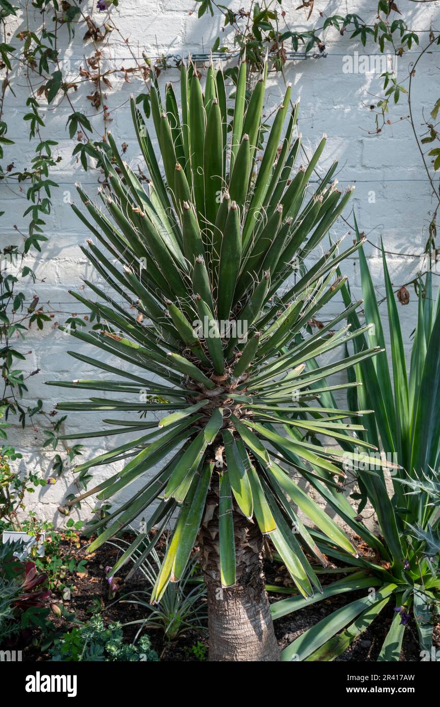 Yucca Filifera wächst in einem britischen Gewächshaus. Eine aufrechte immergrüne Pflanze mit scharfen, spitzen Blättern. Stockfoto