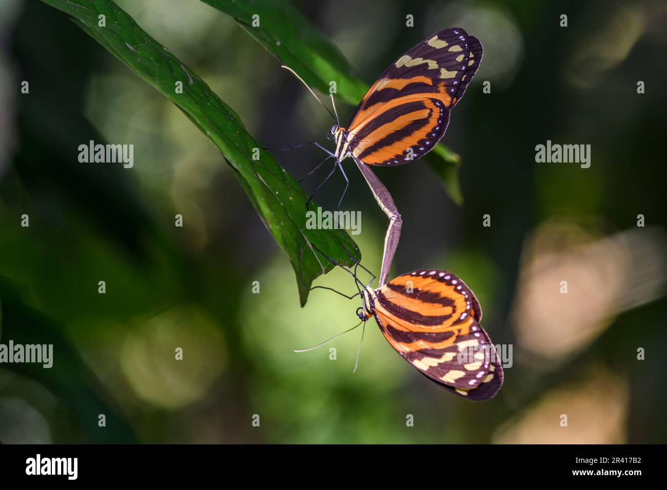 Paarung des Ismenius-Tigers (Heliconius ismenius). Reserva Bambu, Sarapiqui, Costa Rica. Stockfoto
