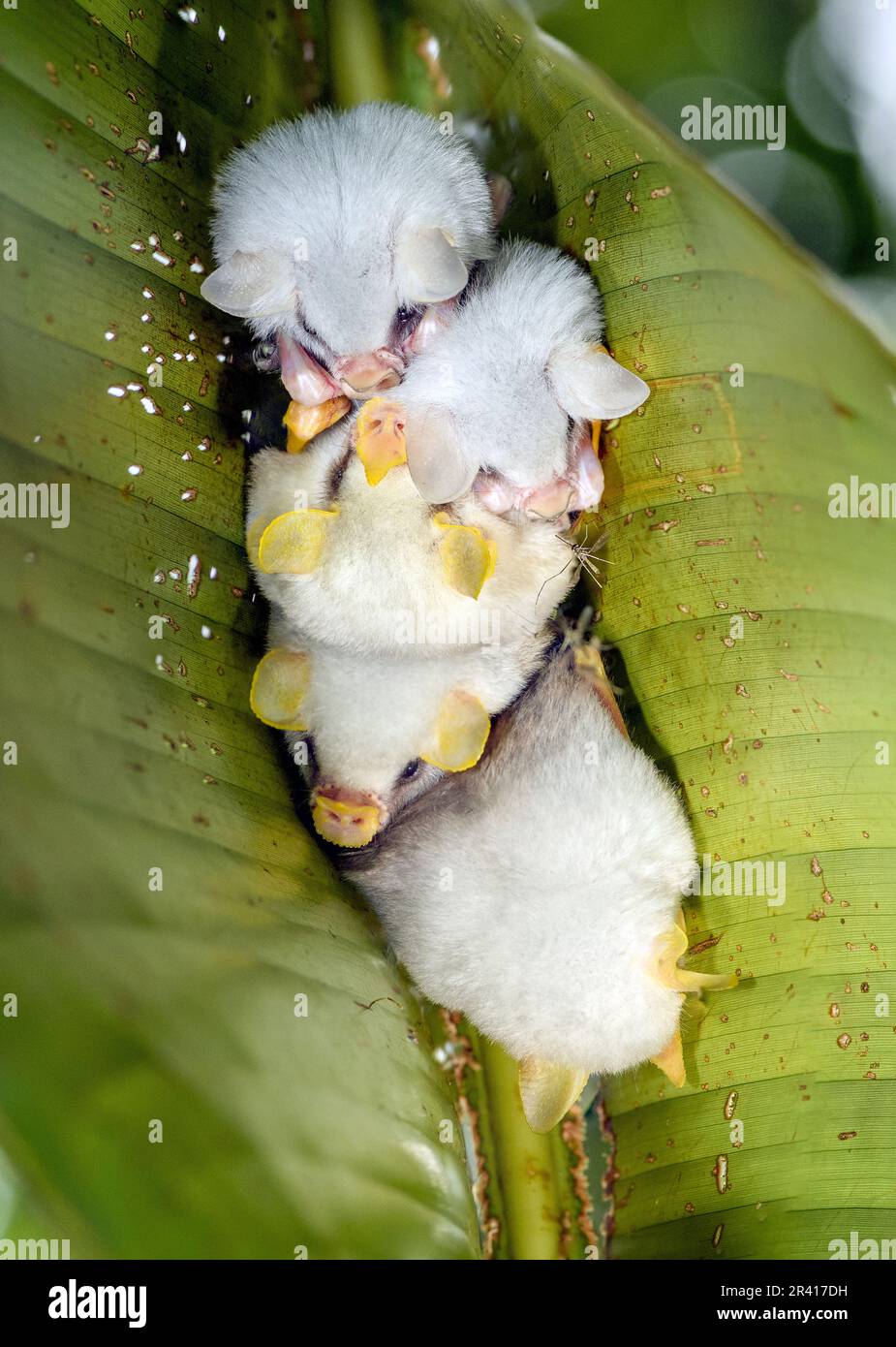 Weiße Fledermäuse aus Honduras (Ectophylla alba) aus Sarapiqui, Costa Rica. Stockfoto
