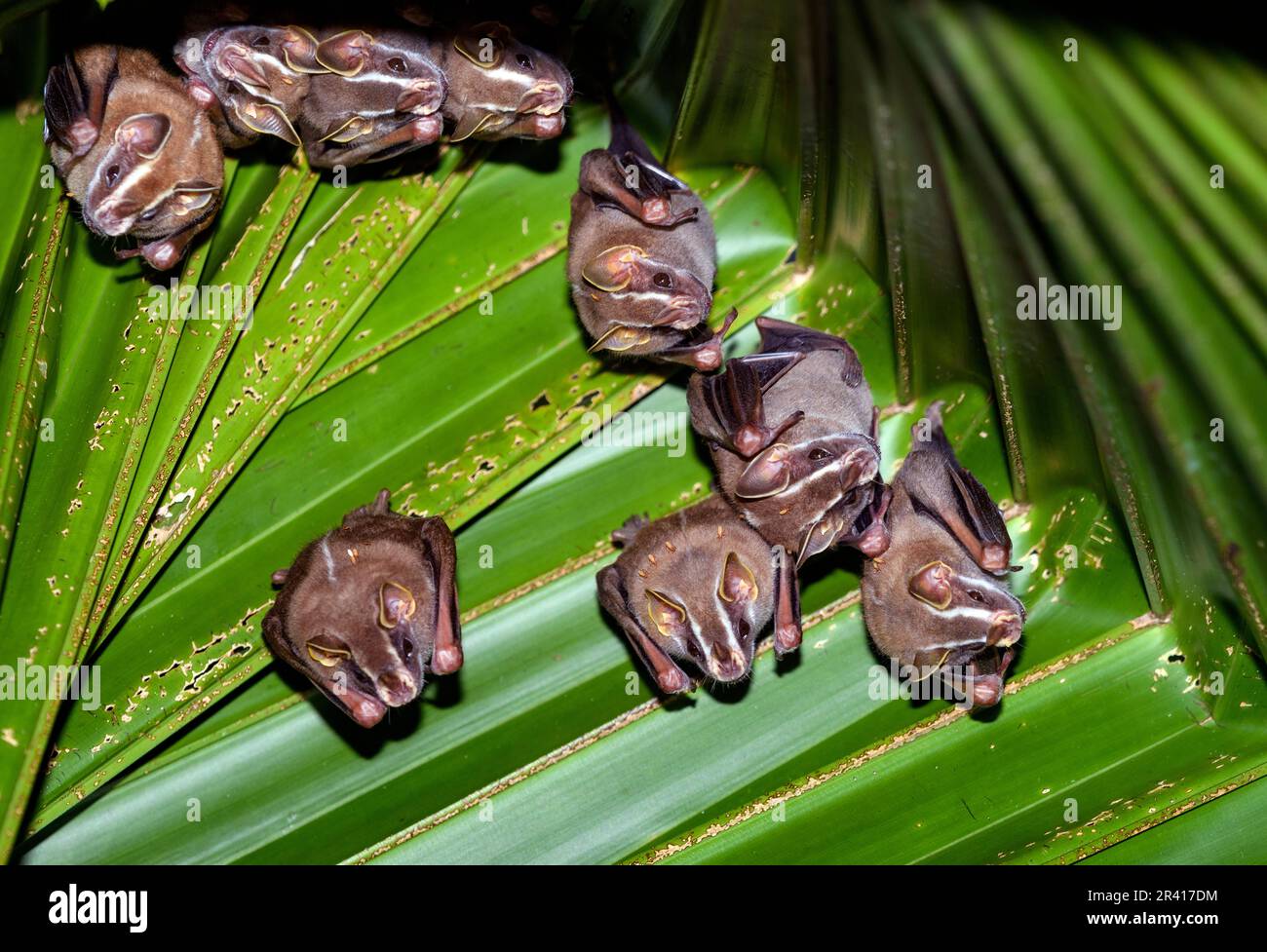 Zwergfrucht fressende Fledermäuse (Dermanura phaeotis), die unter einem Palmenblatt ruhen. Foto von Golfito, Osa Peninsula, Costa Rica. Stockfoto