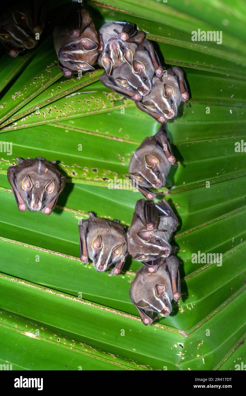 Zwergfrucht-essende Fledermaus (Dermanura phaeotis), ruhend unter einem Palmenblatt. Foto von Golfito, Osa Peninsula, Costa Rica. Stockfoto