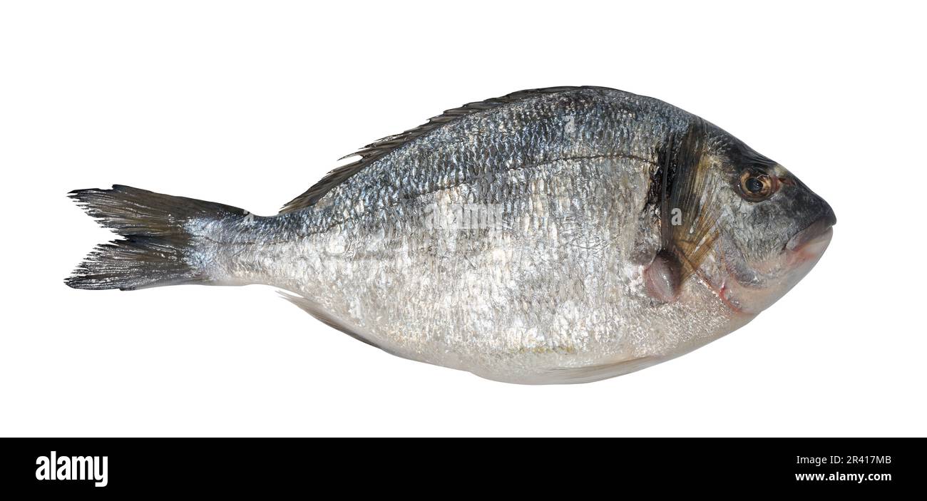 Ein roher ganzer dorado-Fisch auf einem weißen, isolierten Hintergrund, von oben gesehen. Stockfoto