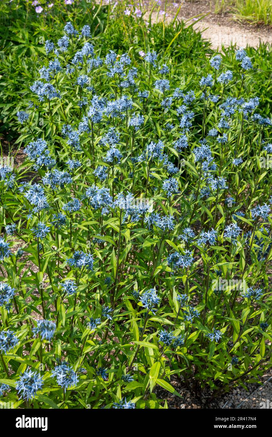 Amsonia Tabernaemontana var. Salicifolia (Eastern Bluestar) eine ganzjährige Blüte in einem britischen Garten im Frühsommer. Stockfoto