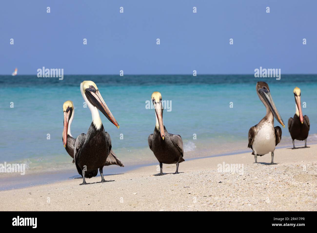 Pelikane, die sich auf dem Sand des Atlantikstrands ausruhen. Wilde Vögel auf blauem Wellenhintergrund Stockfoto