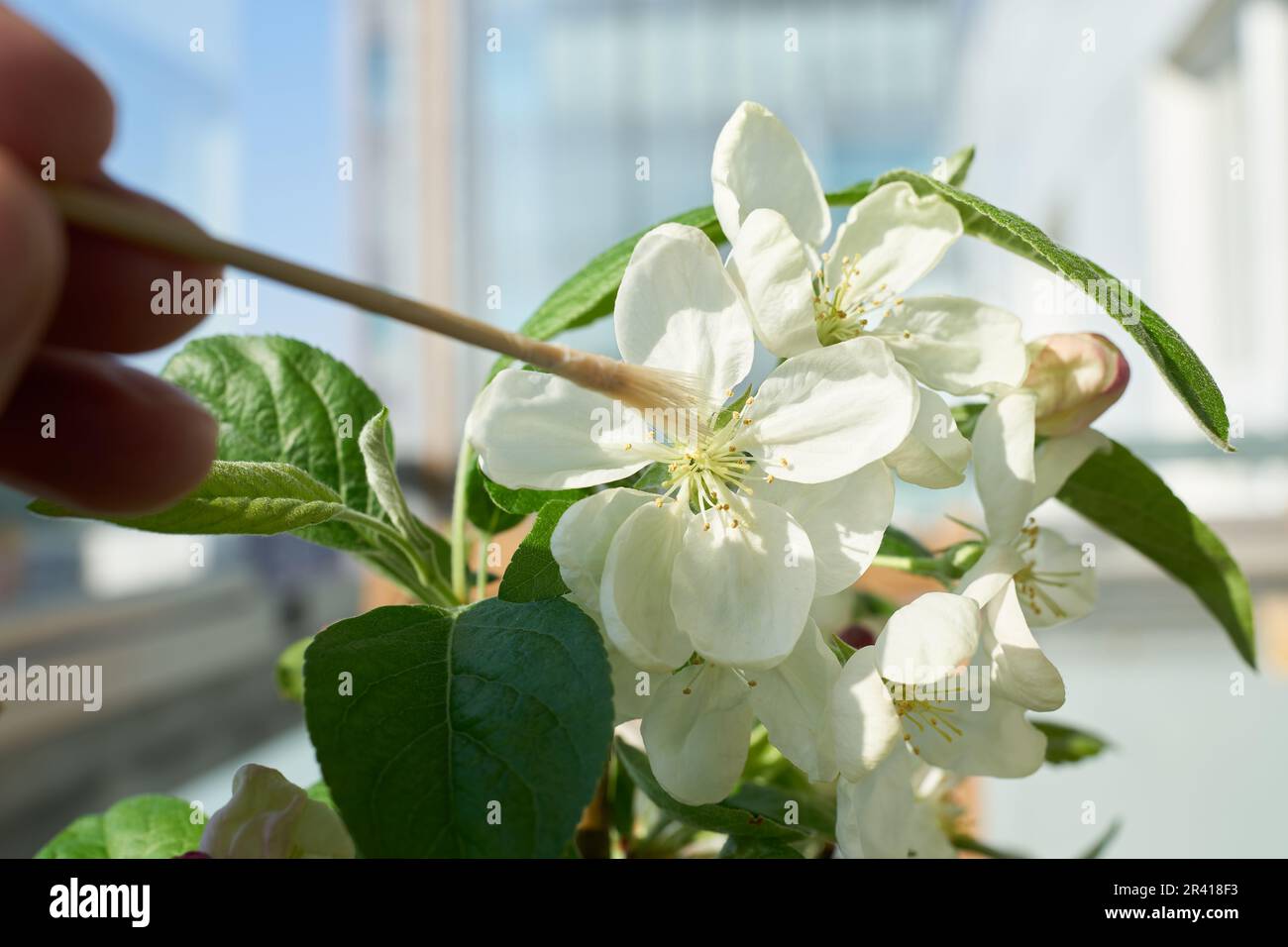 Künstliche Bestäubung der Blume eines Apfelbaums Bonsai Malus Evereste mit einem kleinen Pinsel Stockfoto