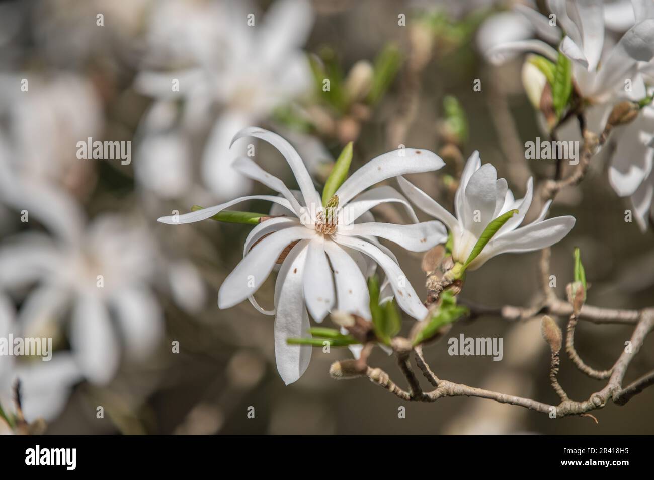 Stern-Magnolie Stockfoto