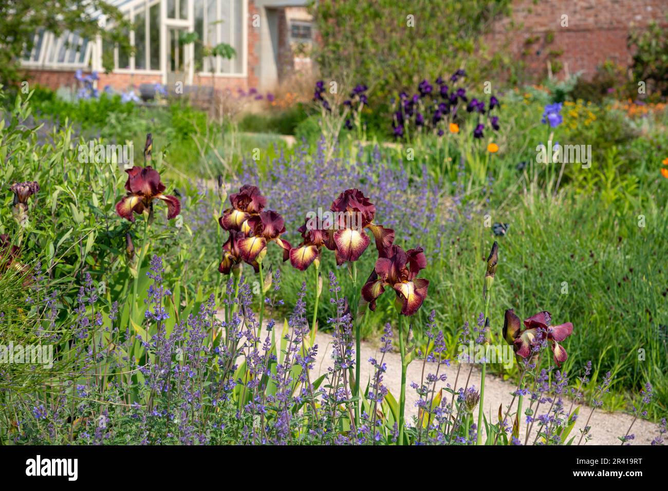 Iris „Kent Pride“ blüht im Paradise Garden bei RHS Bridgewater, Greater Manchester, England Stockfoto