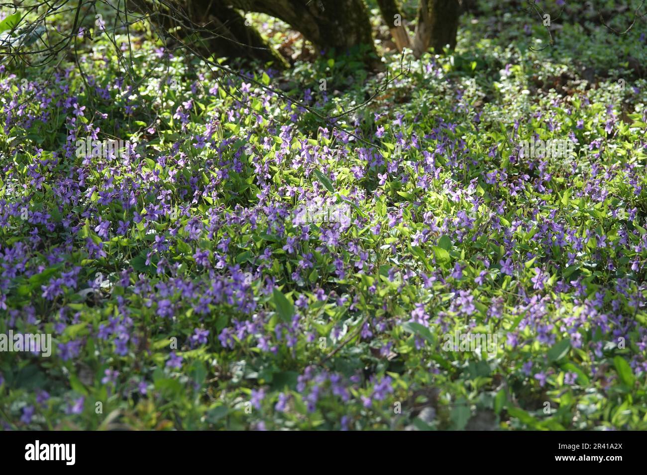 Viola Odorata, wohlriechende Veilchen Stockfoto