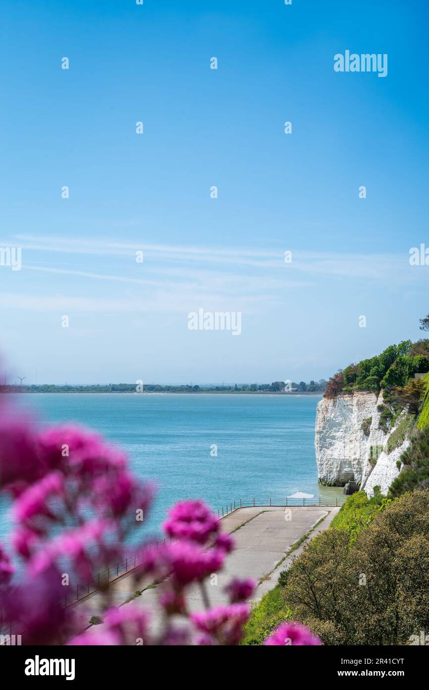Blick auf die weißen Kreidefelsen in Richtung Pegwell Bay von der Westklippe Ramsgate. Rote Baldrianblüten sind im Vordergrund unscharf zu sehen. Stockfoto