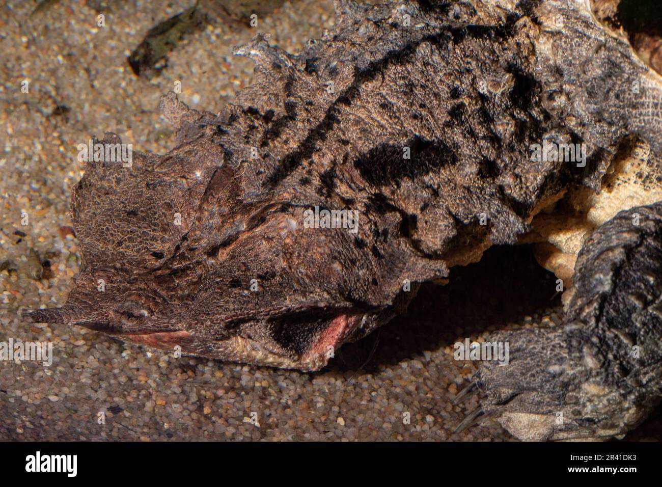 Mata mata, Chelus fimbriata, Chelidae Stockfoto