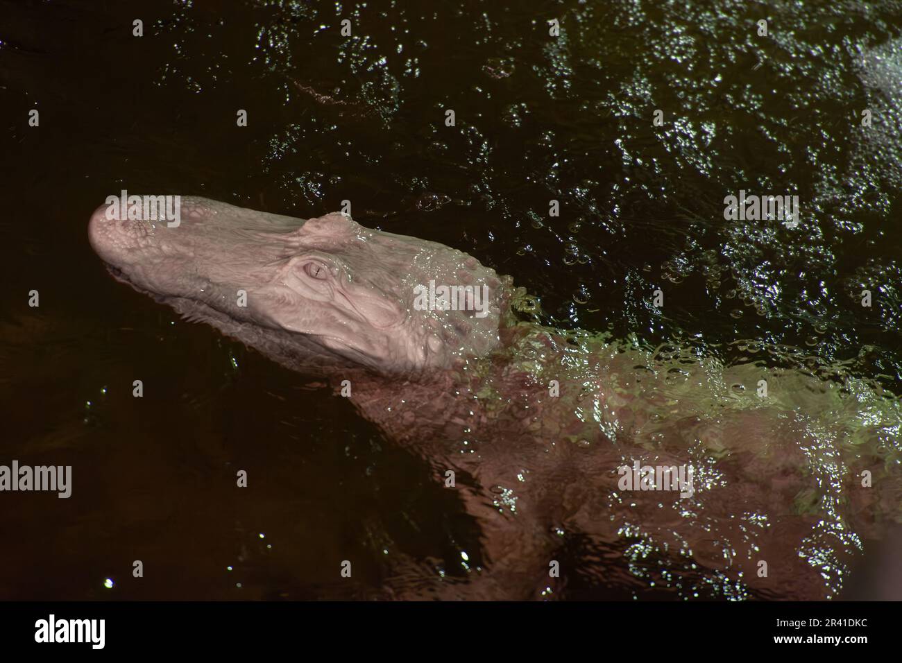 Albino American Alligator, Alligator mississippiensis, Alligatoridae, Ménagerie (Zoológico) del Jardín de las Plantas, Paris, Frankreich Stockfoto