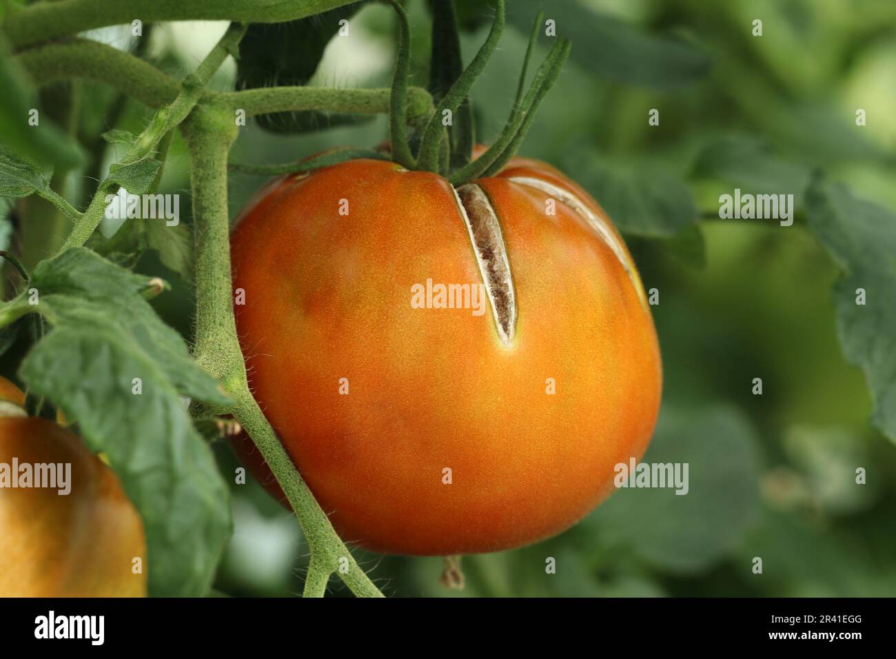 Zerbrochene Tomaten. Große rote reife Tomate mit gerissener Haut. Tomatenrisse durch unregelmäßige Bewässerung. Stockfoto