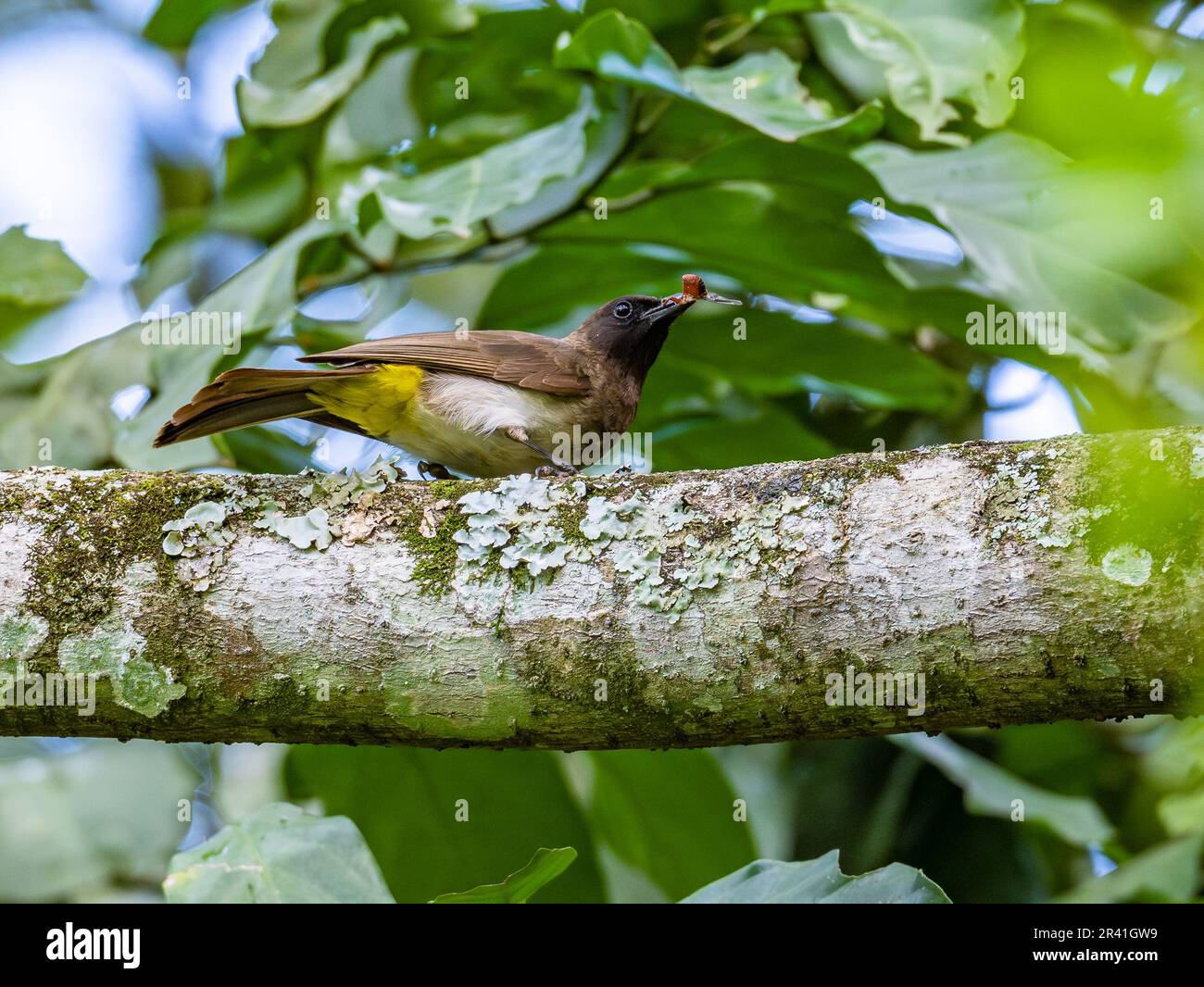 Ein gemeiner Bulbul (Pycnonotus barbatus), der Insekten ausbeutet. Kenia, Afrika. Stockfoto