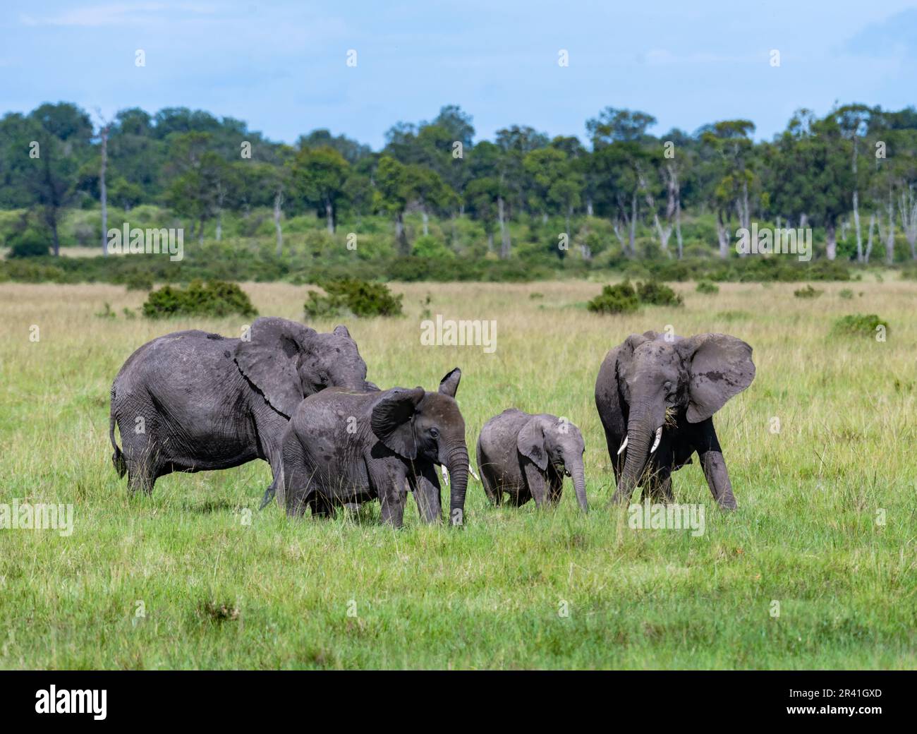 Eine Herde afrikanischer Elefanten (Loxodonta africana), die auf Grüngrasfeld forscht. Kenia, Afrika. Stockfoto