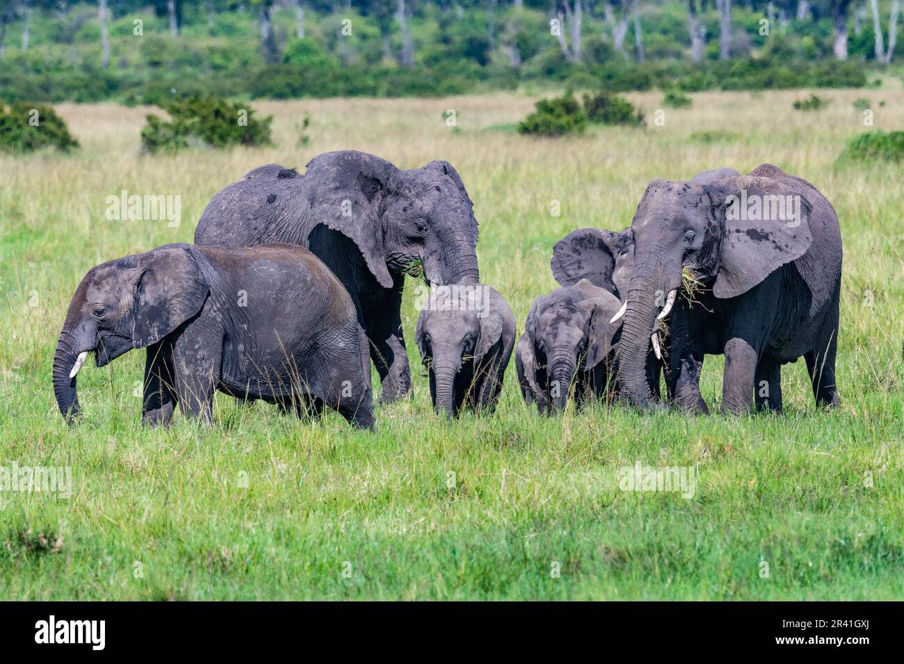 Eine Herde afrikanischer Elefanten (Loxodonta africana), die auf Grüngrasfeld forscht. Kenia, Afrika. Stockfoto