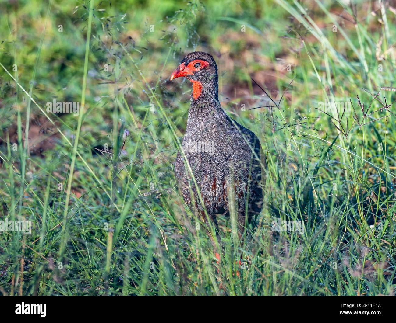 Ein Rothalsspießhuhn (Pternistis afer), der in Hochgras forscht. Kenia, Afrika. Stockfoto