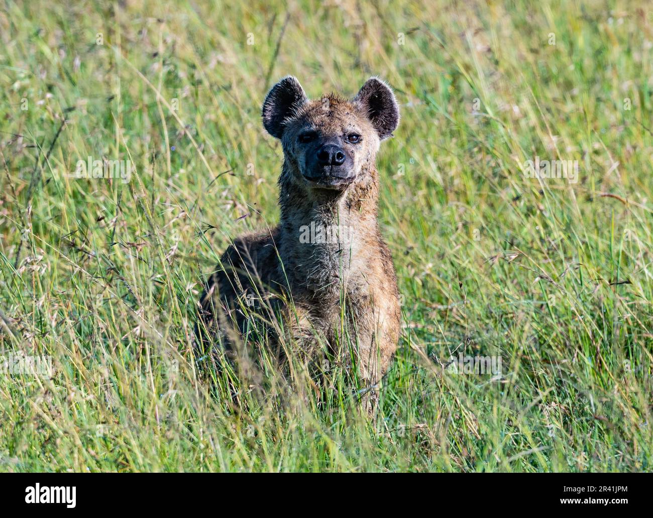Eine gefleckte Hyäne (Crocuta crocuta) oder lachende Hyäne, die in hohem Gras steht. Kenia, Afrika. Stockfoto