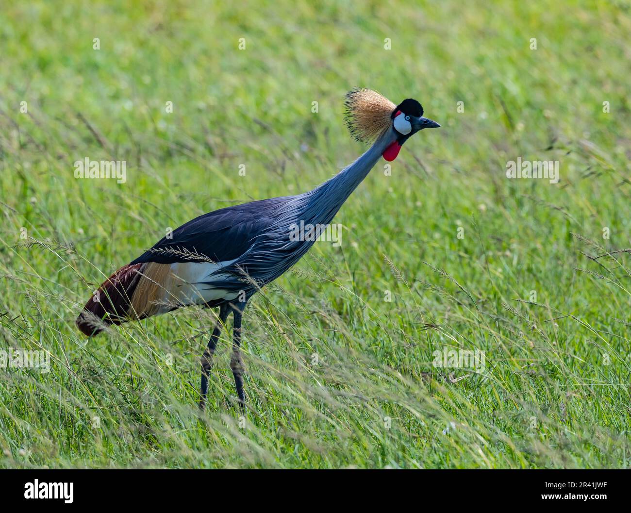 Ein grauer Kranich (Balearica regulorum), der auf grünem Grasfeld forscht. Kenia, Afrika. Stockfoto