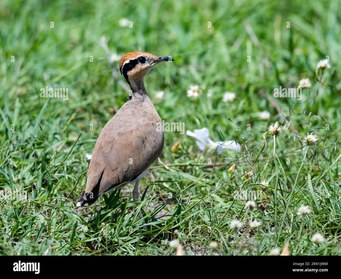 Ein Temminck's Courser (Cursorius temminckii) steht auf grünem Gras. Kenia, Afrika. Stockfoto