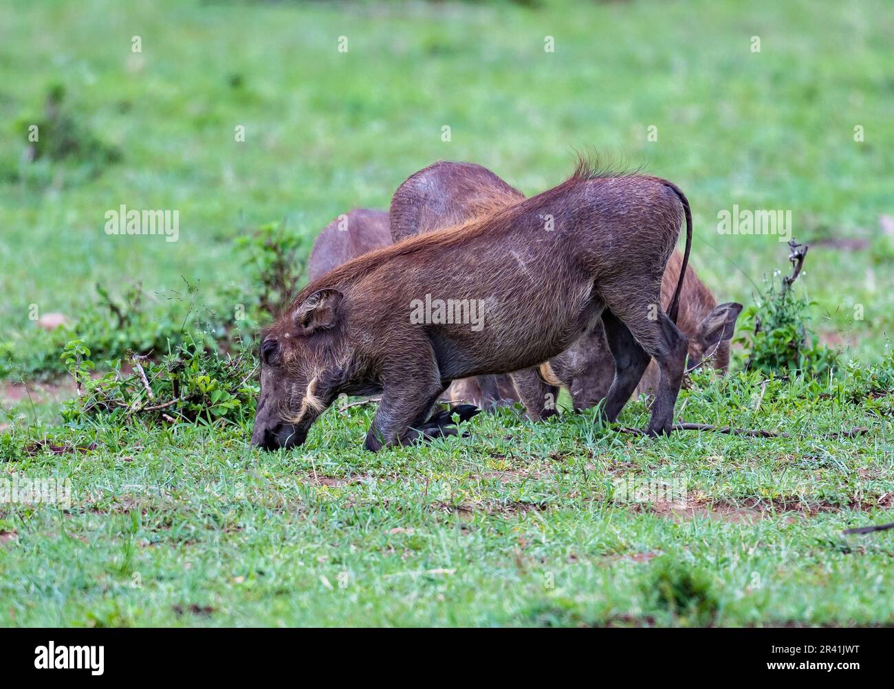Eine Familiengruppe der gewöhnlichen Warthogs (Phacochoerus africanus), die sich auf einem grünen Grasfeld ernähren. Kenia, Afrika. Stockfoto