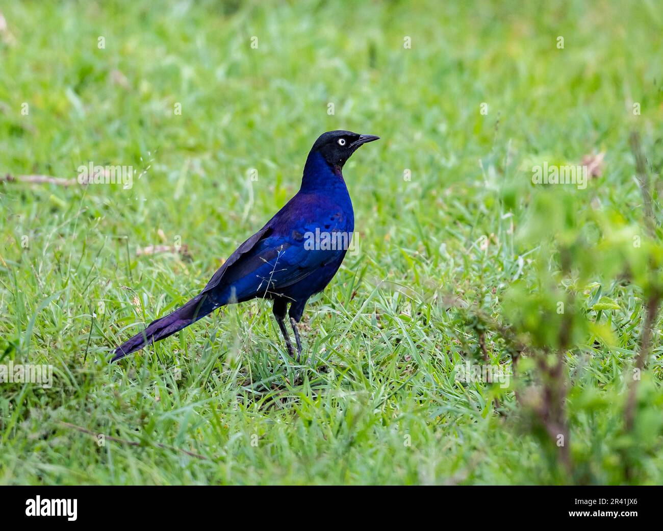 Ein Rüppell's Starling (Lamprotornis purpuroptera), der auf grünem Gras steht. Kenia, Afrika. Stockfoto