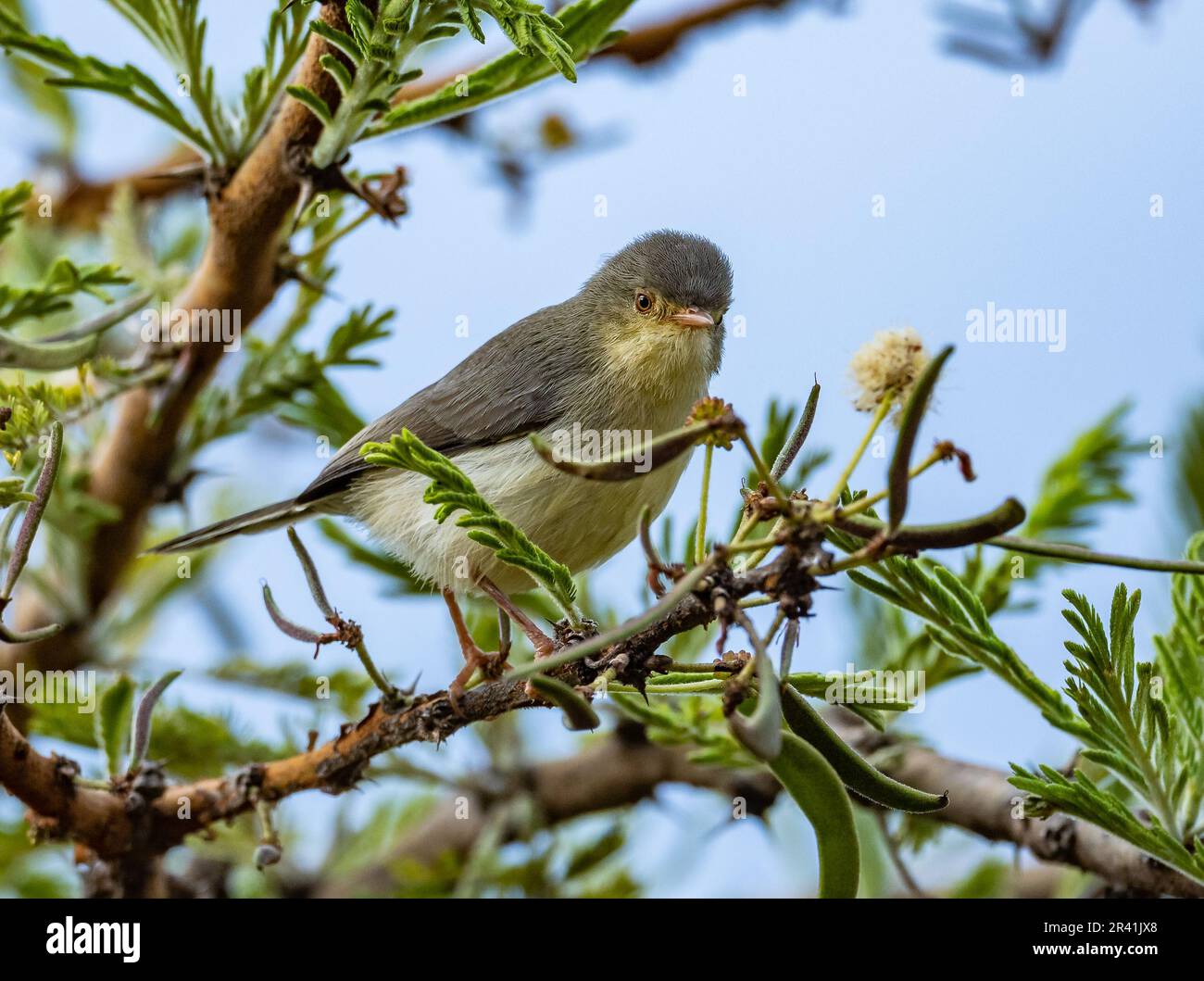 Ein Buff-Bauch-Schürzer (Phyllolais pulchella) auf einem Ast. Kenia, Afrika. Stockfoto