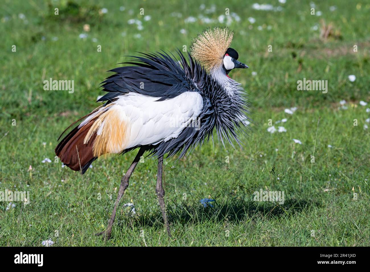 Ein grauer Kranich (Balearica regulorum), der auf grünem Grasfeld forscht. Kenia, Afrika. Stockfoto