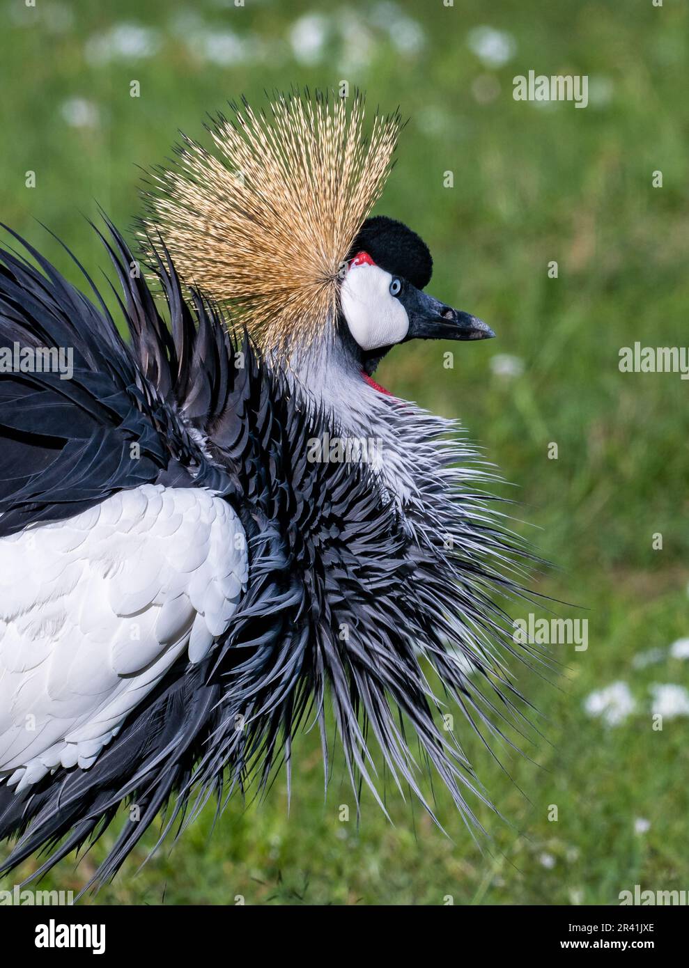 Ein grauer Kranich (Balearica regulorum), der auf grünem Grasfeld forscht. Kenia, Afrika. Stockfoto