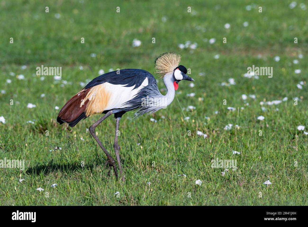 Ein grauer Kranich (Balearica regulorum), der auf grünem Grasfeld forscht. Kenia, Afrika. Stockfoto