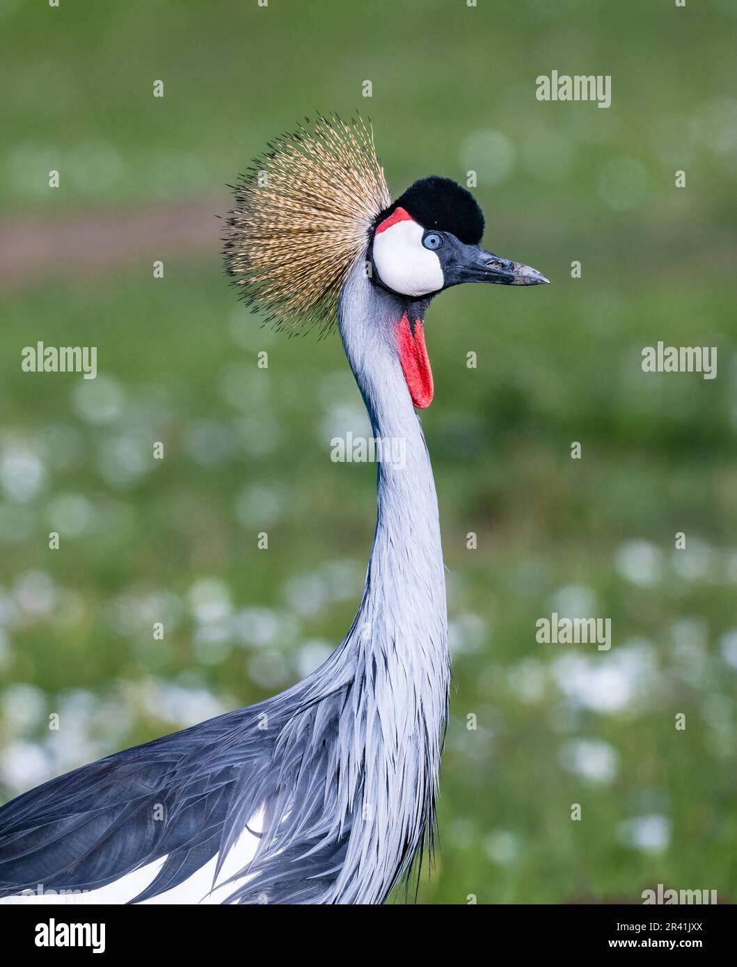 Ein grauer Kranich (Balearica regulorum), der auf grünem Grasfeld forscht. Kenia, Afrika. Stockfoto
